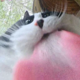 ShushuUkushu